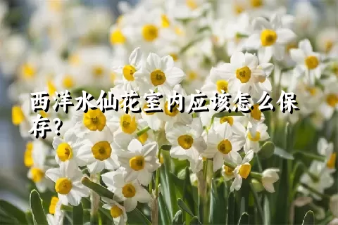 西洋水仙花室内应该怎么保存？