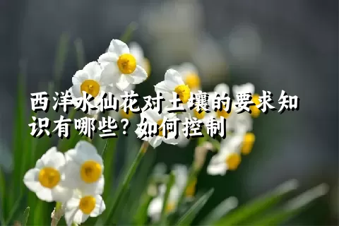 西洋水仙花对土壤的要求知识有哪些？如何控制