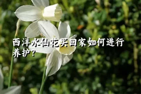 西洋水仙花买回家如何进行养护？