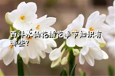 西洋水仙花插花季节知识有哪些？