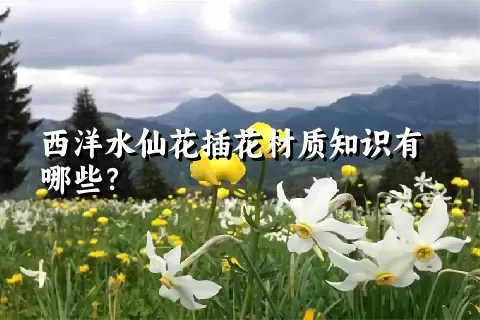 西洋水仙花插花材质知识有哪些？