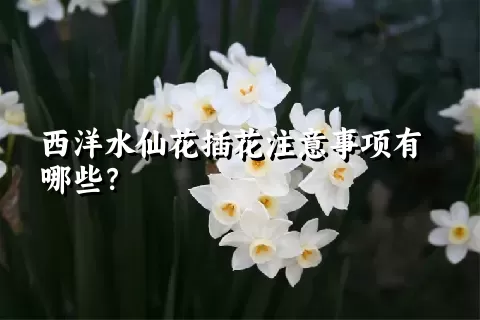 西洋水仙花插花注意事项有哪些？