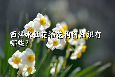 西洋水仙花插花构图知识有哪些？