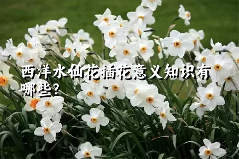 西洋水仙花插花意义知识有哪些？