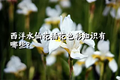 西洋水仙花插花色彩知识有哪些？