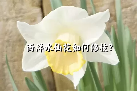 西洋水仙花如何修枝？