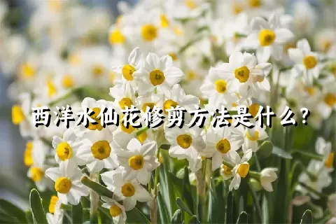 西洋水仙花修剪方法是什么？