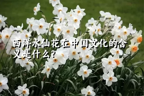 西洋水仙花在中国文化的含义是什么？