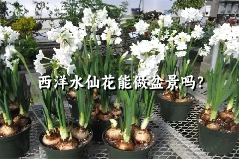 西洋水仙花能做盆景吗？