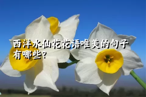 西洋水仙花花语唯美的句子有哪些？