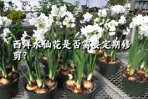 西洋水仙花是否需要定期修剪？