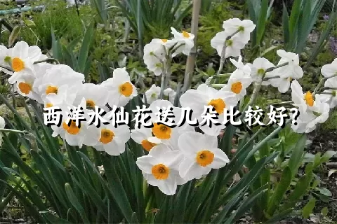 西洋水仙花送几朵比较好？