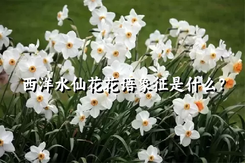 西洋水仙花花语象征是什么？