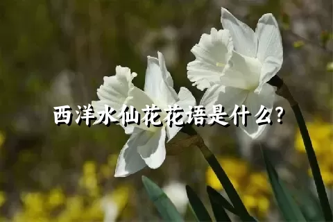 西洋水仙花花语是什么？