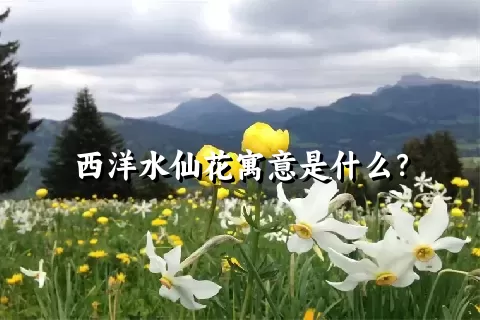 西洋水仙花寓意是什么？