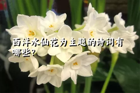 西洋水仙花为主题的诗词有哪些？