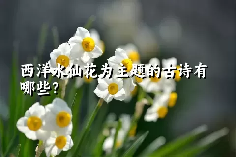 西洋水仙花为主题的古诗有哪些？