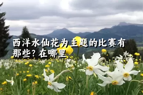 西洋水仙花为主题的比赛有那些？在哪里