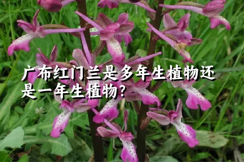 广布红门兰是多年生植物还是一年生植物？