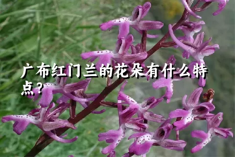 广布红门兰的花朵有什么特点？