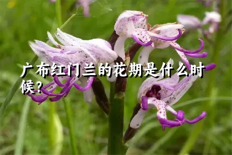 广布红门兰的花期是什么时候？