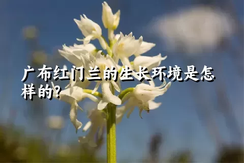 广布红门兰的生长环境是怎样的？