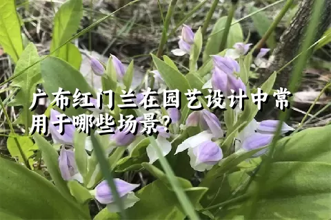 广布红门兰在园艺设计中常用于哪些场景？