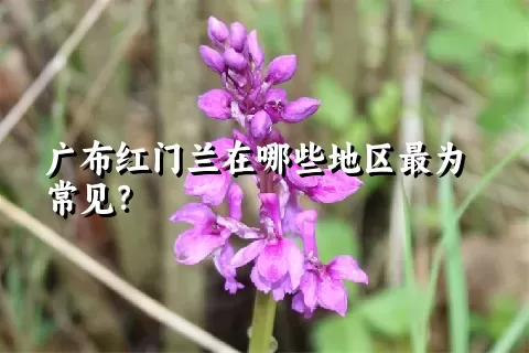 广布红门兰在哪些地区最为常见？