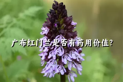 广布红门兰是否有药用价值？