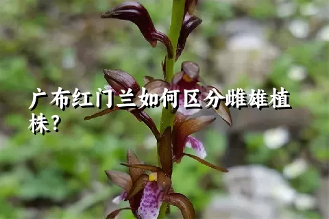 广布红门兰如何区分雌雄植株？