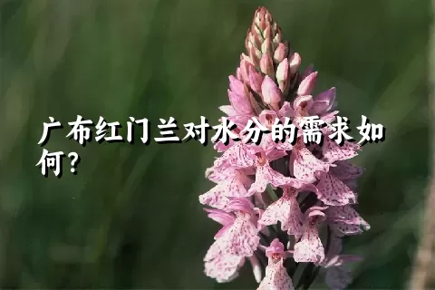 广布红门兰对水分的需求如何？