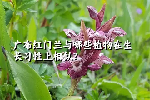 广布红门兰与哪些植物在生长习性上相似？