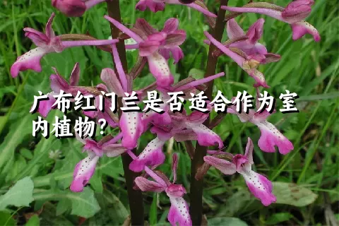 广布红门兰是否适合作为室内植物？