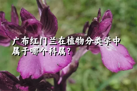 广布红门兰在植物分类学中属于哪个科属？