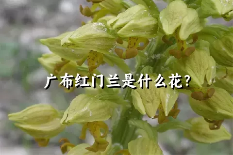 广布红门兰是什么花？