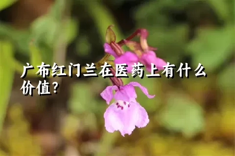 广布红门兰在医药上有什么价值？