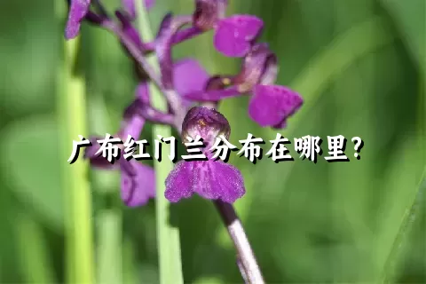 广布红门兰分布在哪里?