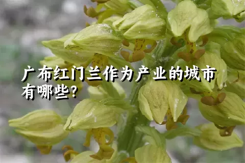 广布红门兰作为产业的城市有哪些？