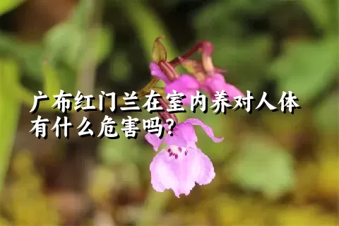 广布红门兰在室内养对人体有什么危害吗？