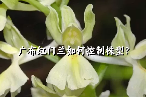 广布红门兰如何控制株型？