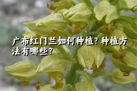 广布红门兰如何种植？种植方法有哪些？