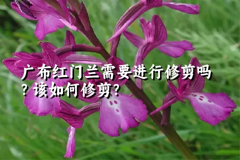 广布红门兰需要进行修剪吗？该如何修剪？