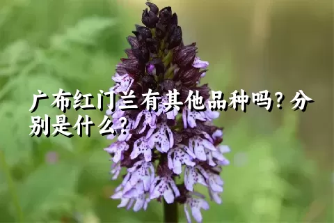 广布红门兰有其他品种吗？分别是什么？