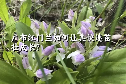 广布红门兰如何让其快速茁壮成长？