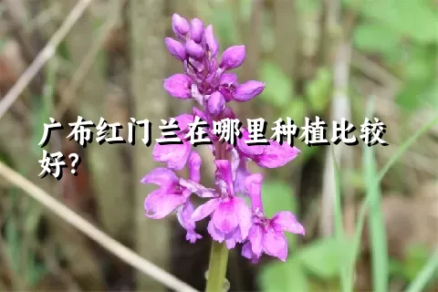 广布红门兰在哪里种植比较好？