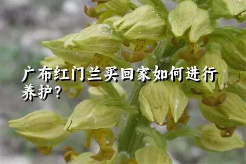 广布红门兰买回家如何进行养护？