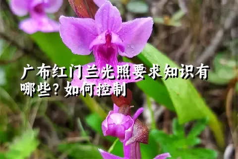 广布红门兰光照要求知识有哪些？如何控制