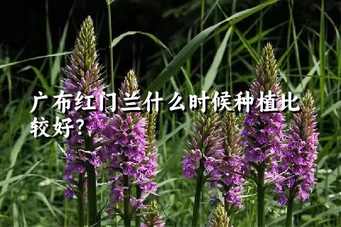 广布红门兰什么时候种植比较好？