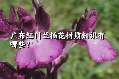 广布红门兰插花材质知识有哪些？