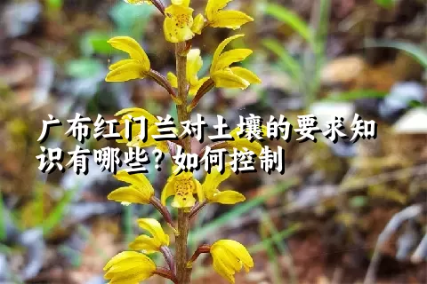 广布红门兰对土壤的要求知识有哪些？如何控制